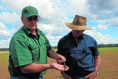 TNN Industries distributor Peter Doyle, Ballimore, with Geoff Frankham, "Glenroy", also Ballimore, in Mr Frankham's Yiddah oats crop sown in early April.