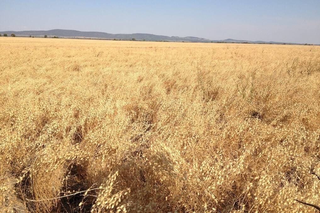 Growers feel the chickpea price pulse