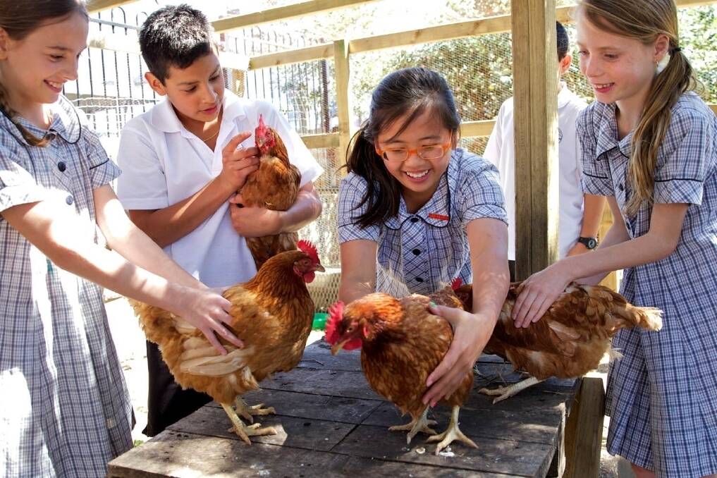 Students from Bondi Public School in NSW are involved in a food and waste program which teaches them about growing, harvesting, cooking and recycling their own garden and chicken coop.