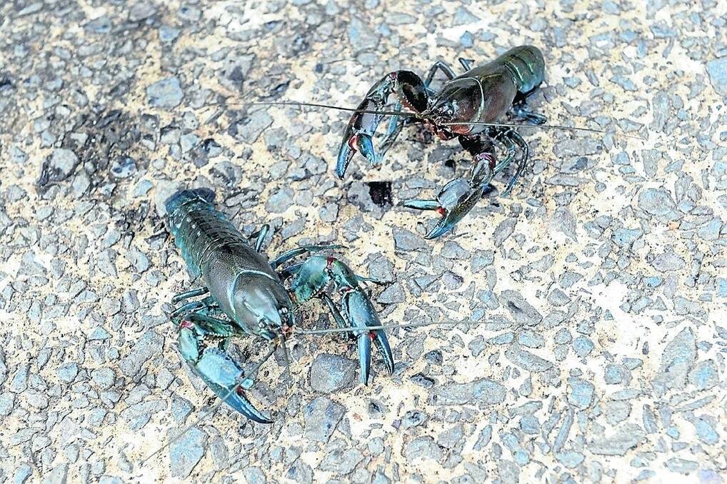 Crayfish season has started.