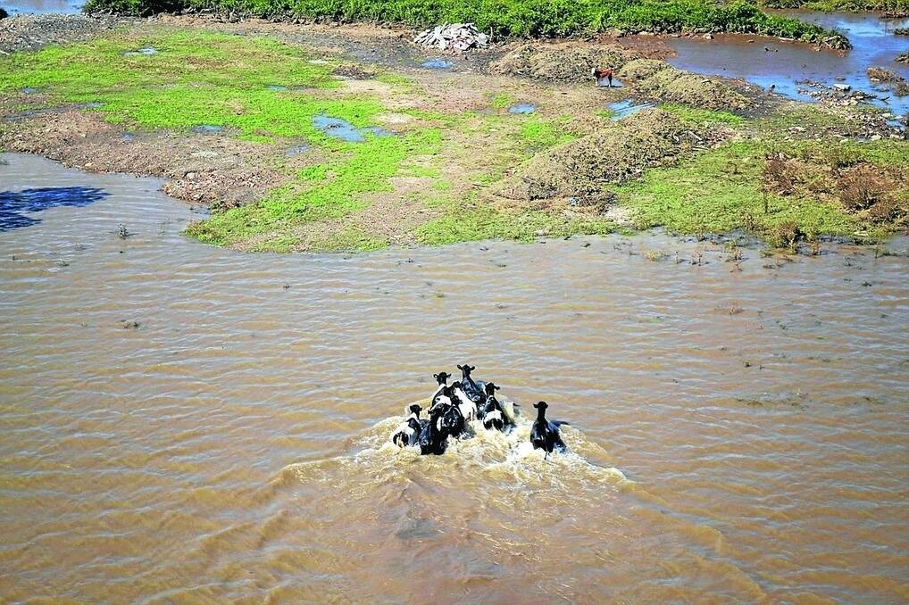 Cattle in Hunter Valley floodwaters.