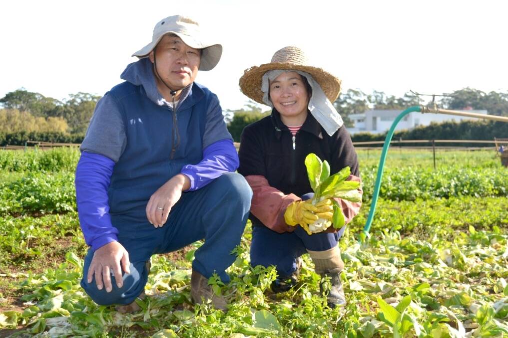 Dural vegetable growers David and Betty Ha (also pictured on our cover) say April’s heavy rain has meant they will not have much crop left to fill orders through June and July.