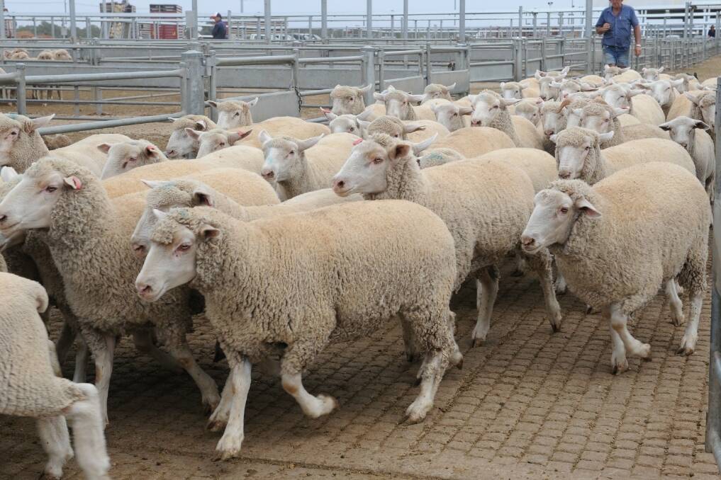 Lucrative trade lamb lure