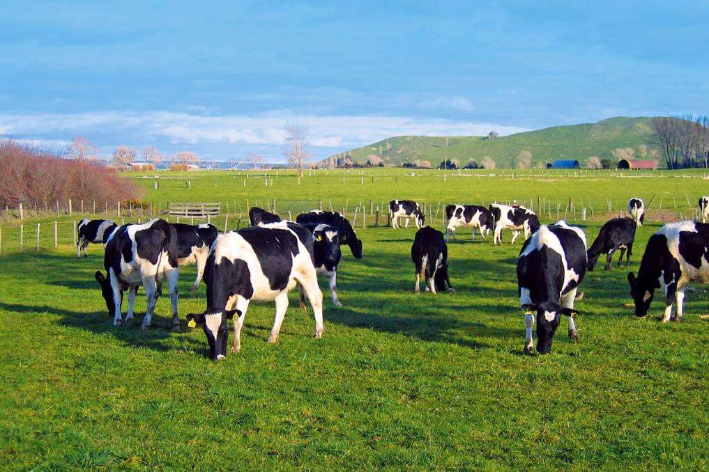 Dairy cows in New Zealand.