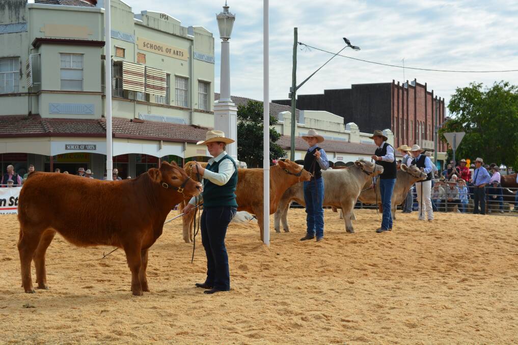 Led steers line up for judging at Casino Beef Week.