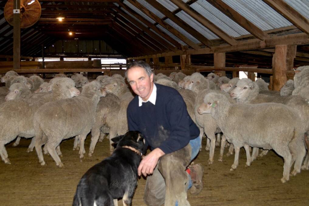 Charlie Maslin, "Gunningrah", Bombala, with his mixed age Merino ewes going through the process of being cleared for footrot.