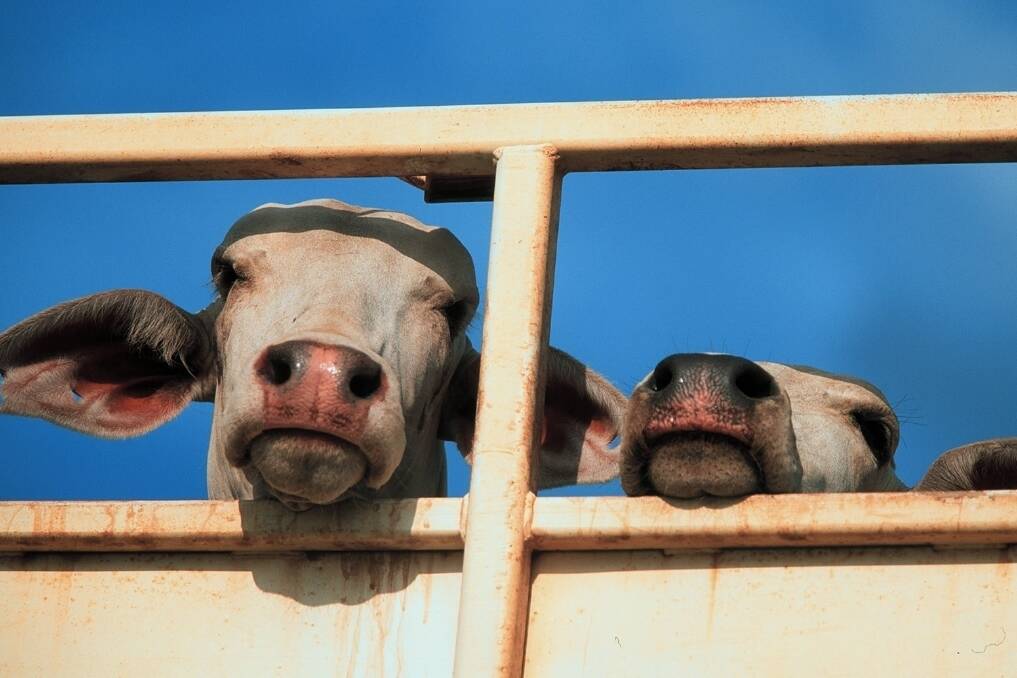 What’s the beef with live export?