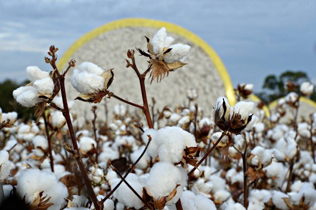 Southern NSW is producing a bumper crop of cotton.