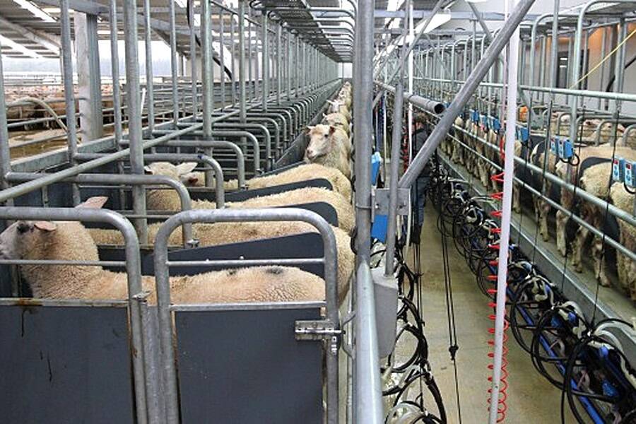Sheep are milked at Blue River's big sheep milking complex at Springhills in central Southlands.