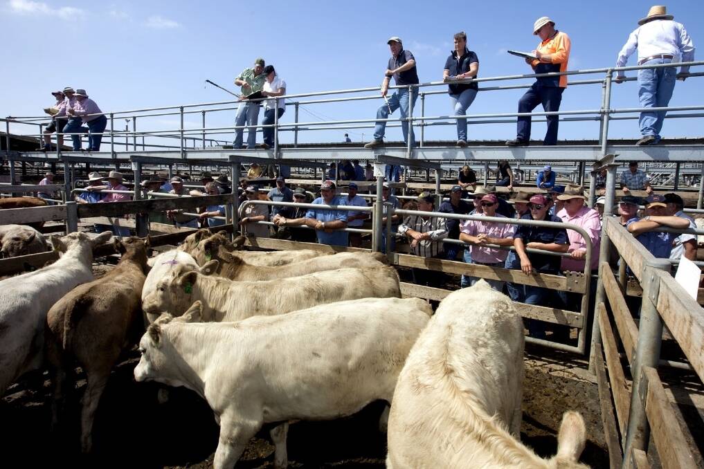 Cattle price rise surprise