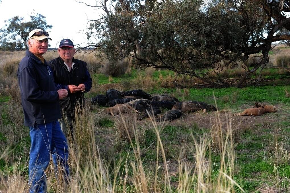 Peter Leslie, "Beverley", Nevertire, and Geoff Chase, "Waitara", Trangie, who crops chickpeas at Mr Leslie's property, with a pile of feral pigs shot in the recent aerial cull.