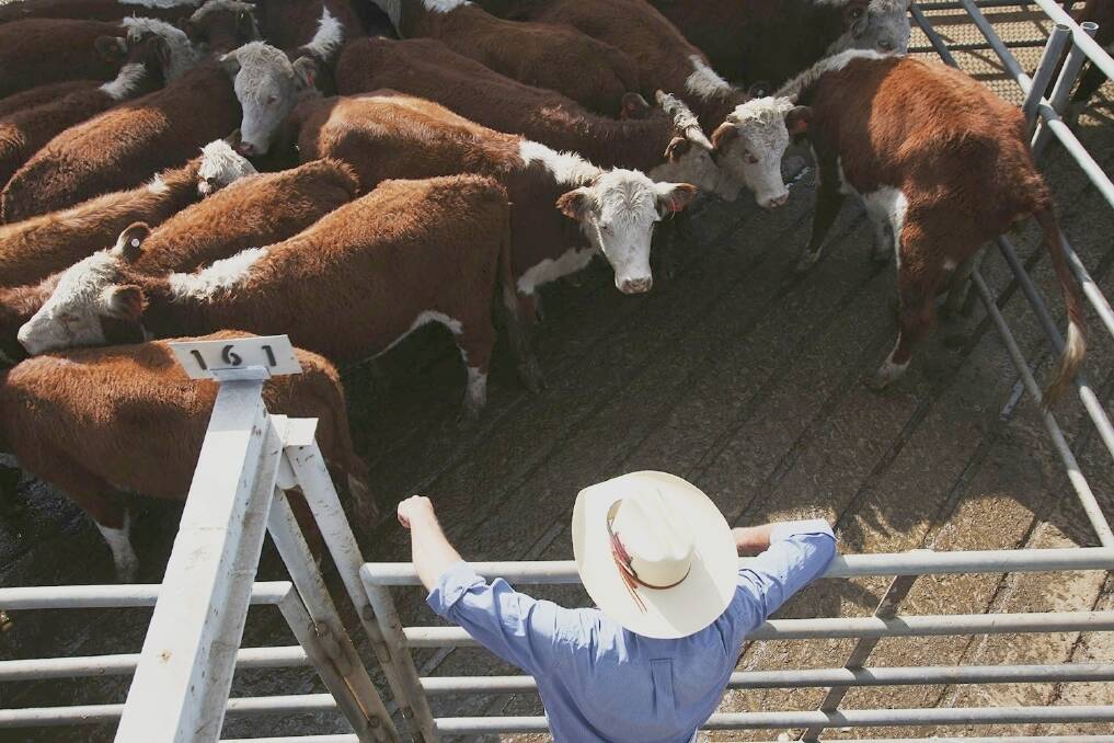 Young cattle prices hit a record 509c/kg last night.