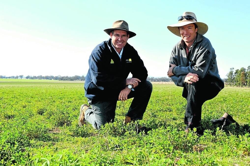 Agronomist Warwick Nightingale, Delta Agribusiness, Lockhart,  with mixed-farmer Andrew Driscoll, "Wonga", Milbrulong, checking five-year-old pasture established from a mix of L91 lucerne and clover varieties sown out under barley in 2010.