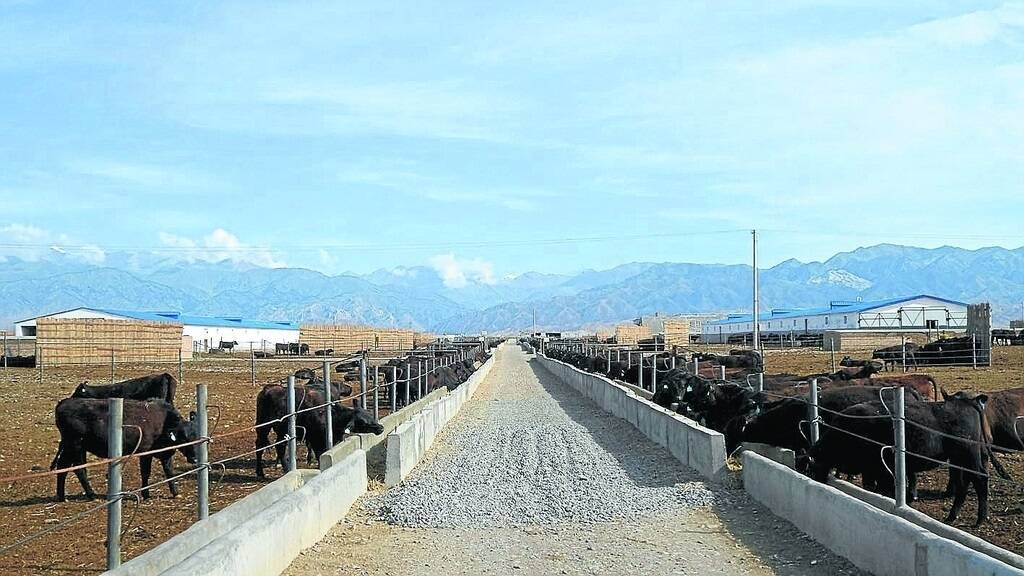 Australian Angus heifers on feed at the Bortala beef operation in China.