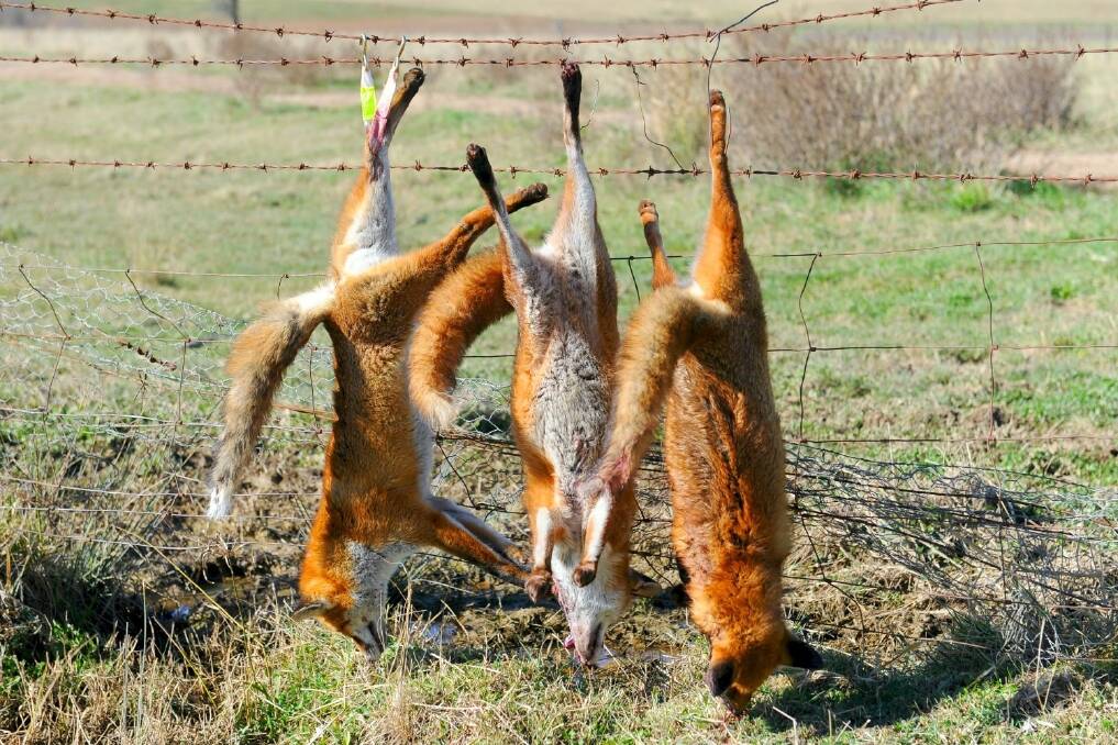 A petition for a fox bounty, with more than 2000 signatures was lodged in NSW parliament.