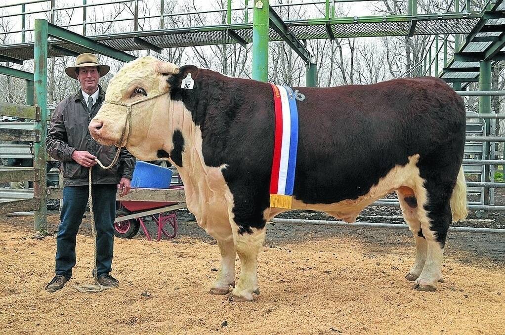 The 2014 grand champion and $12,000 top priced-bull, Kylandee Hero, with vendor Phil Thomas, Inverell.