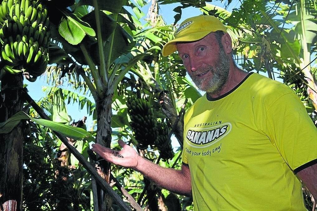 Banana grower David Tate, “Dave’s Bananas”, at Korora on the mid North Coast, with dead banana weevil borers, courtesy of the new lure and trap system.