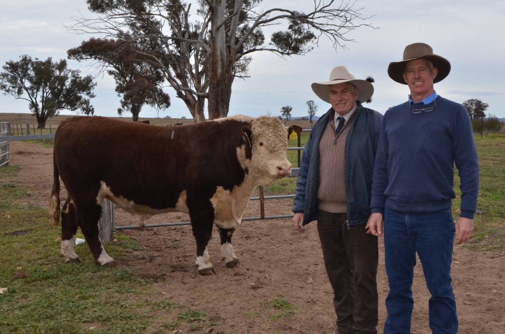 Agent Victor Moar, Armitage and Buckley, Armidale, and Glenwarrah Herefords and Brookby Angus principal Steve Collins with the $13,000 bull, Glenwarrah Spackman J098.