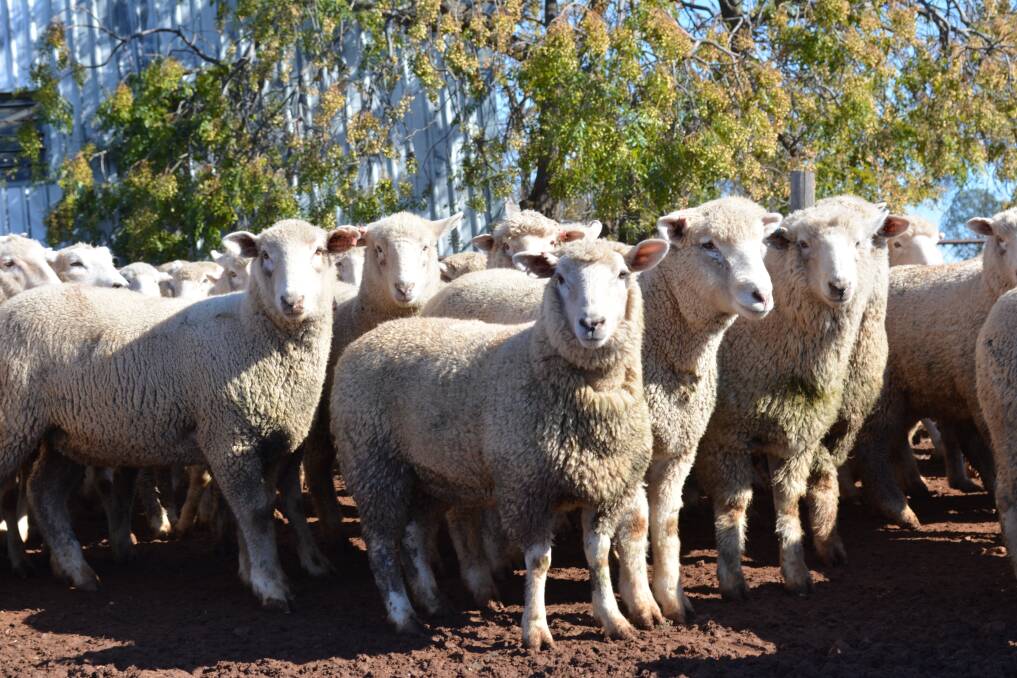 Lamb slaughter will hit 22.25 million head by the end of the year. 