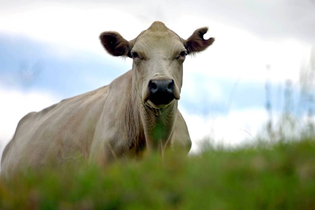 Producers on hunt for heifer bulls