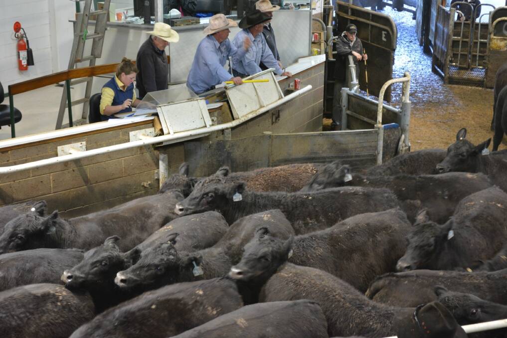 Cattle prices still red hot