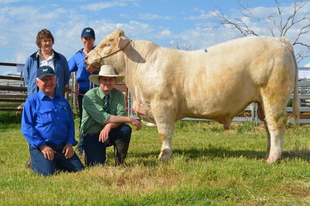 Maureen Boland, Coraki purchased the top priced bull Elstow Kickstart with Shannon McConnaughty holding him and her father Bruce McConnaughty with auctioneer Bruce Evans, Landmark, Narrabri.