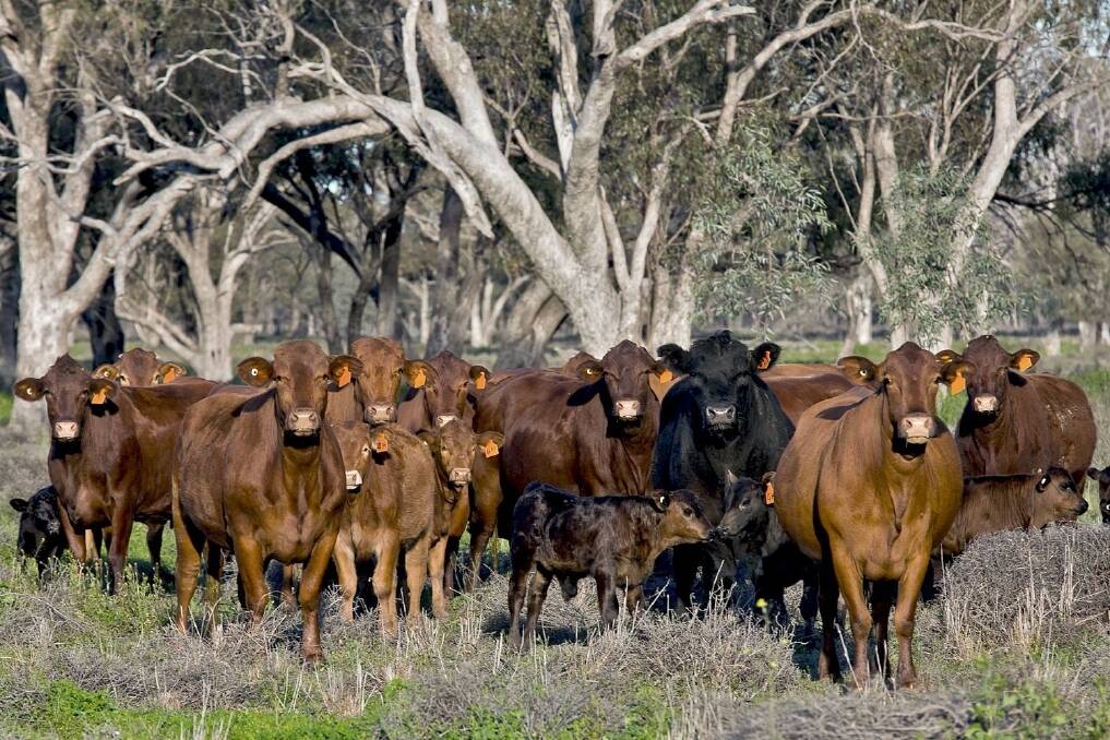 The Quambone property “Glencoe” is estimated to carry from 400 to 450 cows and progeny.