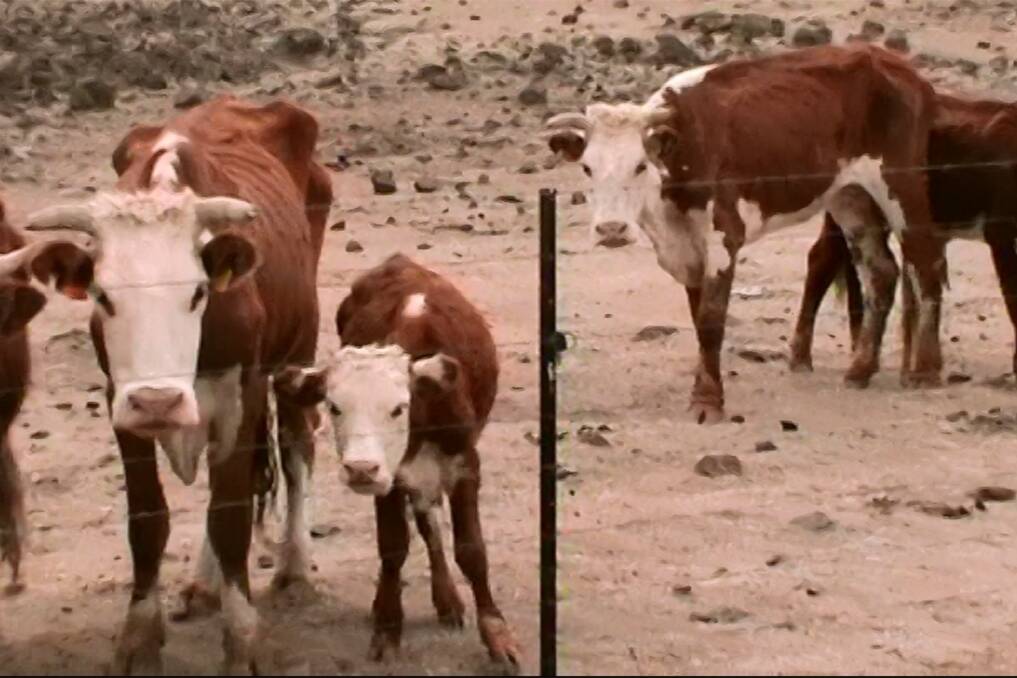 Emaciated cattle photographed on the Goulburn property in February 2014. Photo: RSPCA