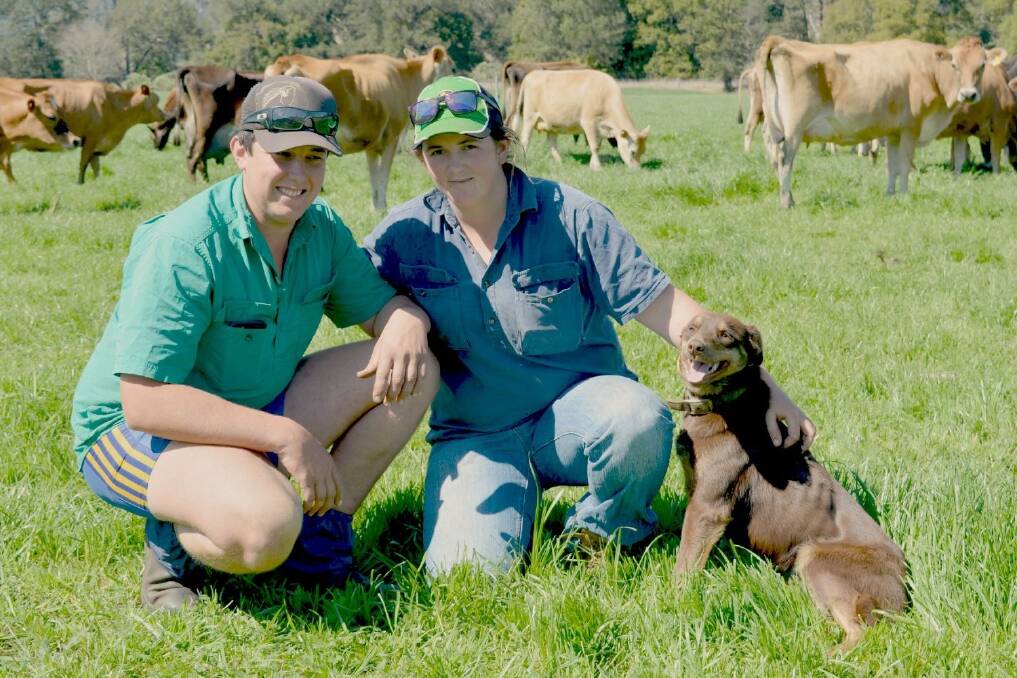 Brendan Little and Ailsa Anderson "Craganmore" at Collins Creek, north of Kyogle, with their milking herd and Rusty the kelpie.