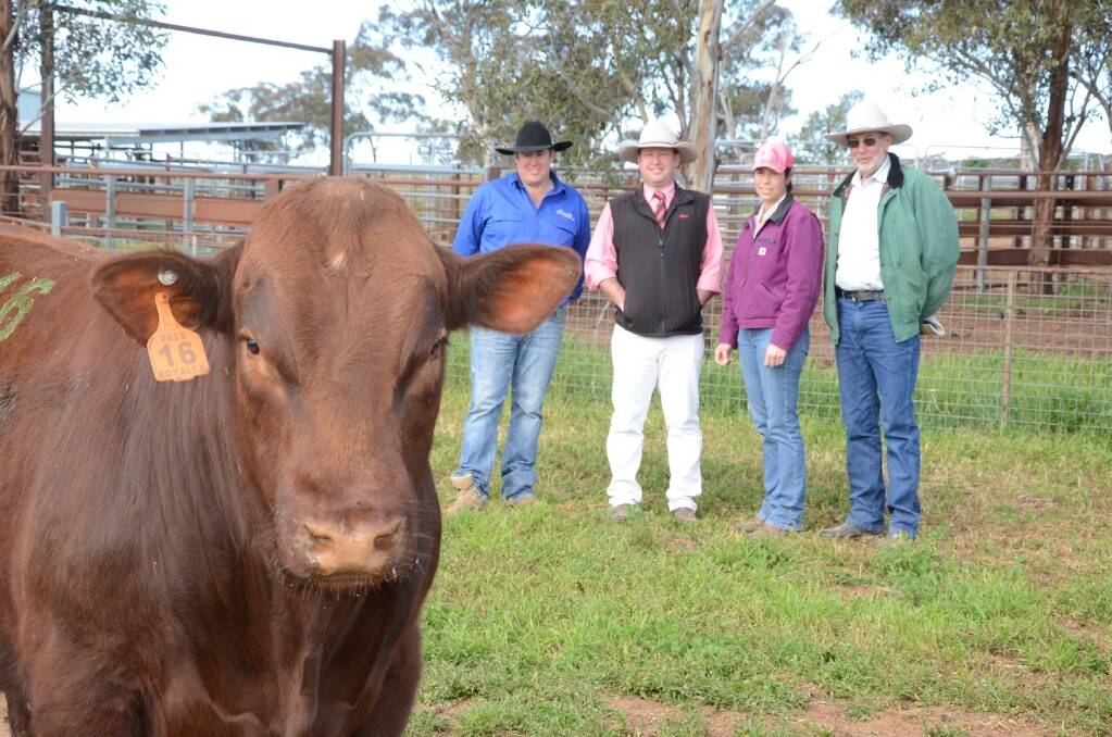 Seventeen month-old red Royalla Rory K106 (P) with breeder Nick Job, Agent Josh Crosby, Elders, Dubbo; and buyers Krystelle and Keith Ridley, Nero stud, Condobolin.