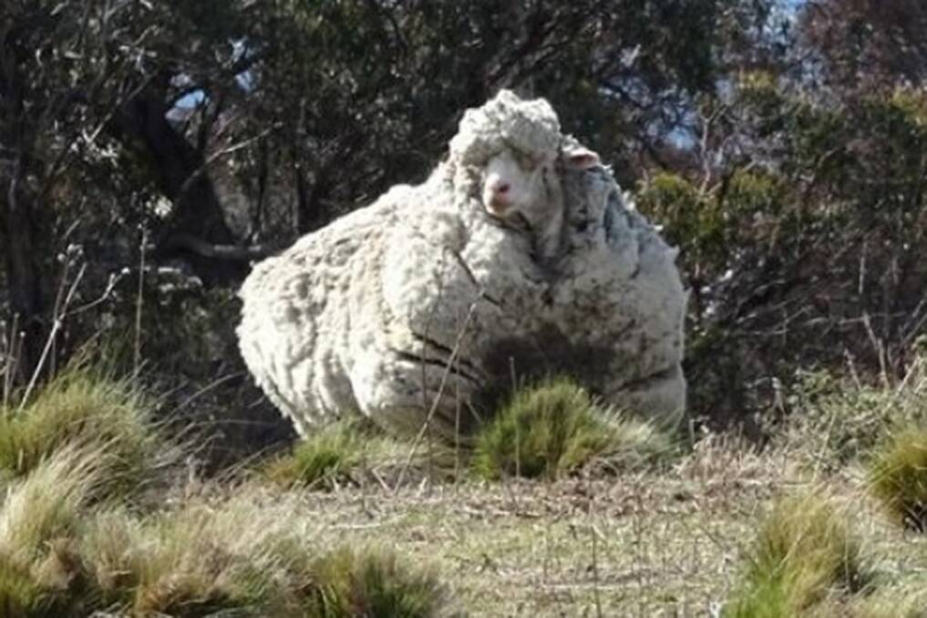 The RSPCA says the sheep desperately needs a shear. Photo: RSPCA