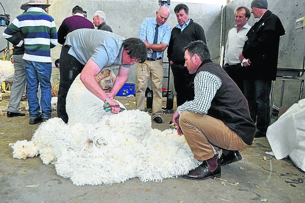 LEFT:?The $24,000 Nerstane Merino ram, third in the sale performance class, was shorn after the sale by the best blade shearer in Australia John Dalla, Orrie Cowie Merino stud, South Australia, and carefully watched over by Nerstane stud manager Shane Rule.