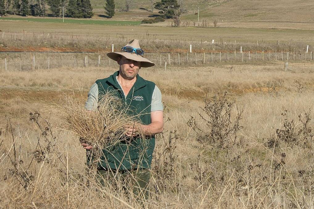 Cooma-Monaro Shire Weed Management Officer Warren Scofield in an infestation of African Lovegrass