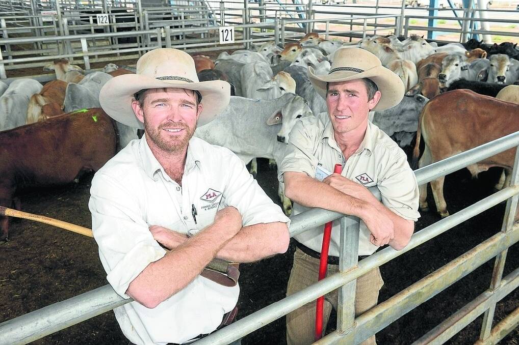 Frobes agent Anthony McIntyre is pictured with fellow agent Samuel Hart and a pen of Brahman steers and heifers from South West Queensland.