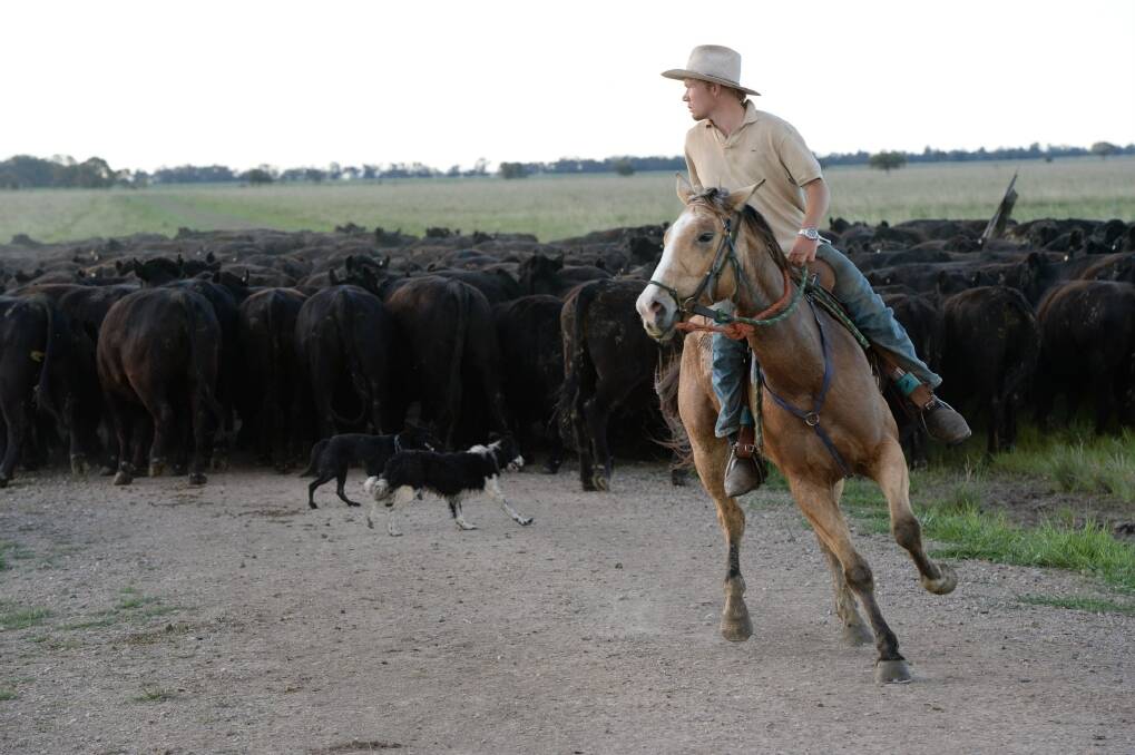 Josh Kirk, Harden, behind the mob of 800 head cattle on the stock route between Quandialla and West Wyalong.