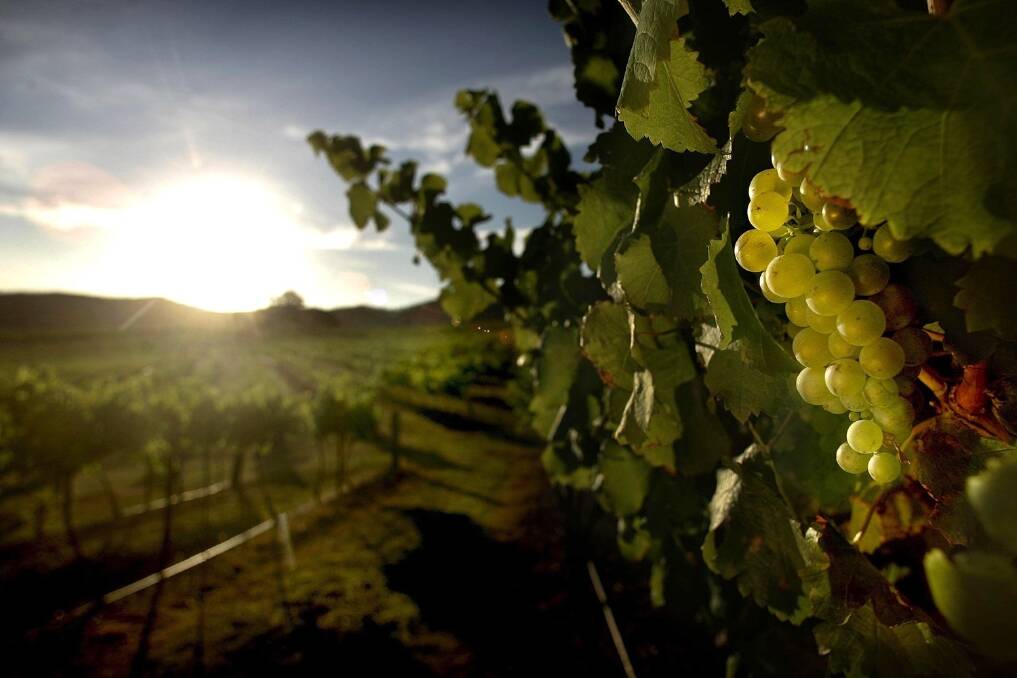 Vineyards attract newcomers