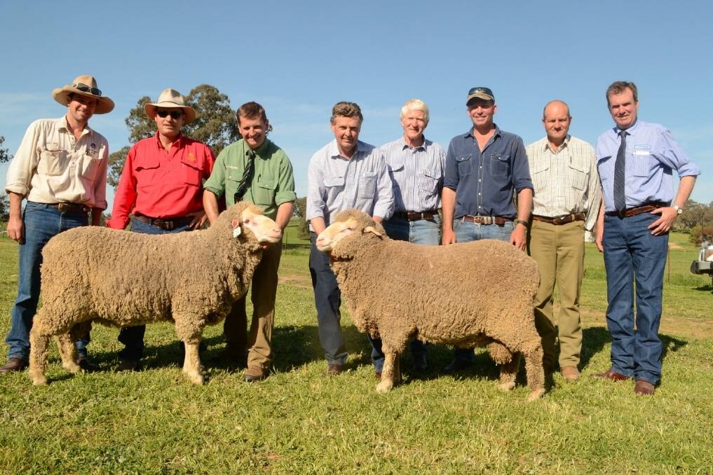 The two top priced rams purchased by Paul O'Connor "Oxton Park" Harden