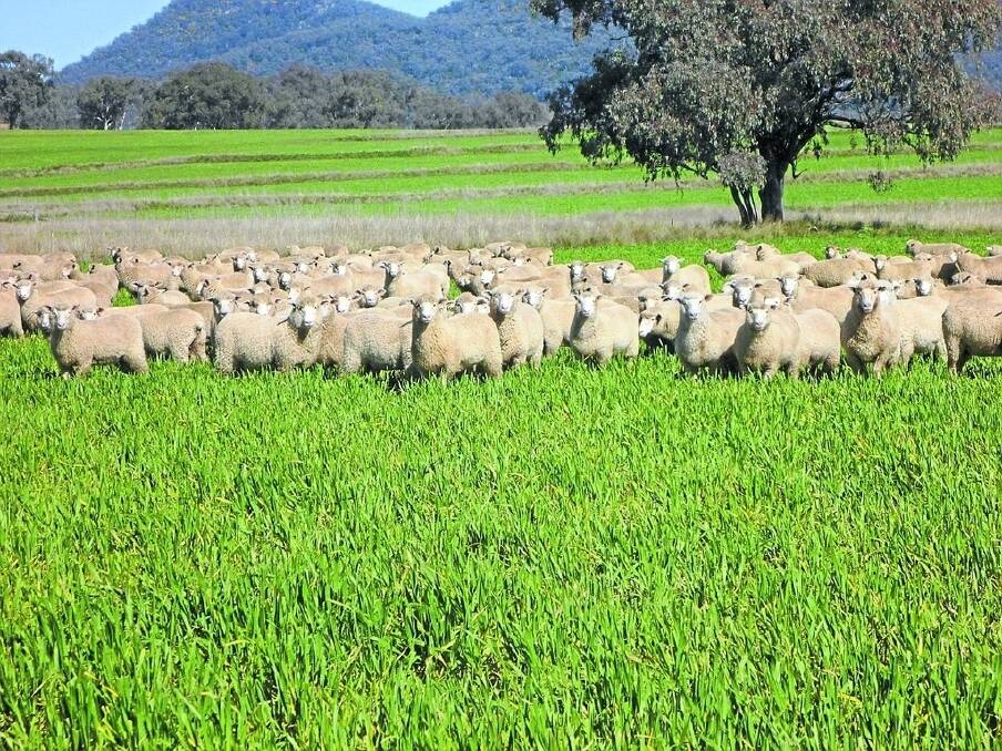 “Glenarvon”, Gowrie, south of Tamworth, has operated as a mixed farm throughout the Walters family ownership and is suited to prime lamb, wool and cattle production.