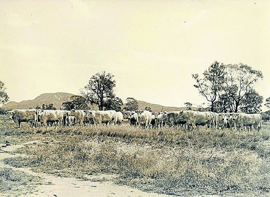 BELOW: Shorthorn bullocks in prime condition on J.J. Leahy’s property, “Manna Park”, west of Forbes. Although Leahy also owned properties fronting the Lachlan River, he found the best finishing country was often to be found further back.