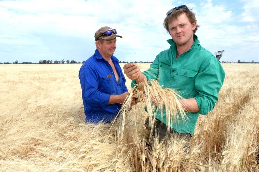 Stuart Burrell and his father Neill in their barley crop at Gilgandra.