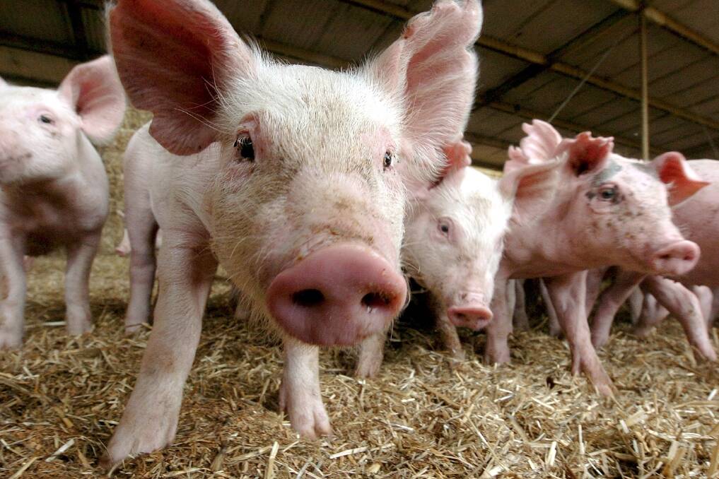 Activists charged over piggery break-ins