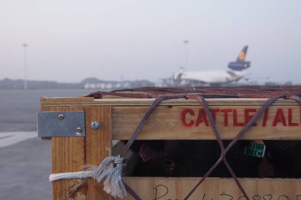 Australian cattle are unloaded in their crates from a jumbo jet on arrival in China last week.