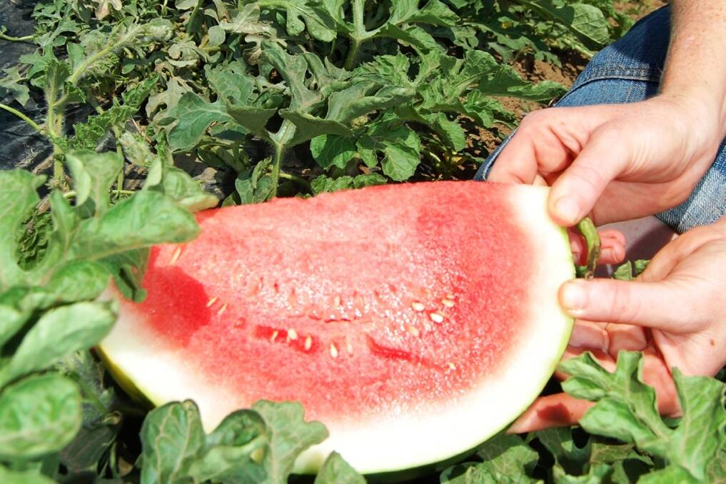 Melon growers back levies