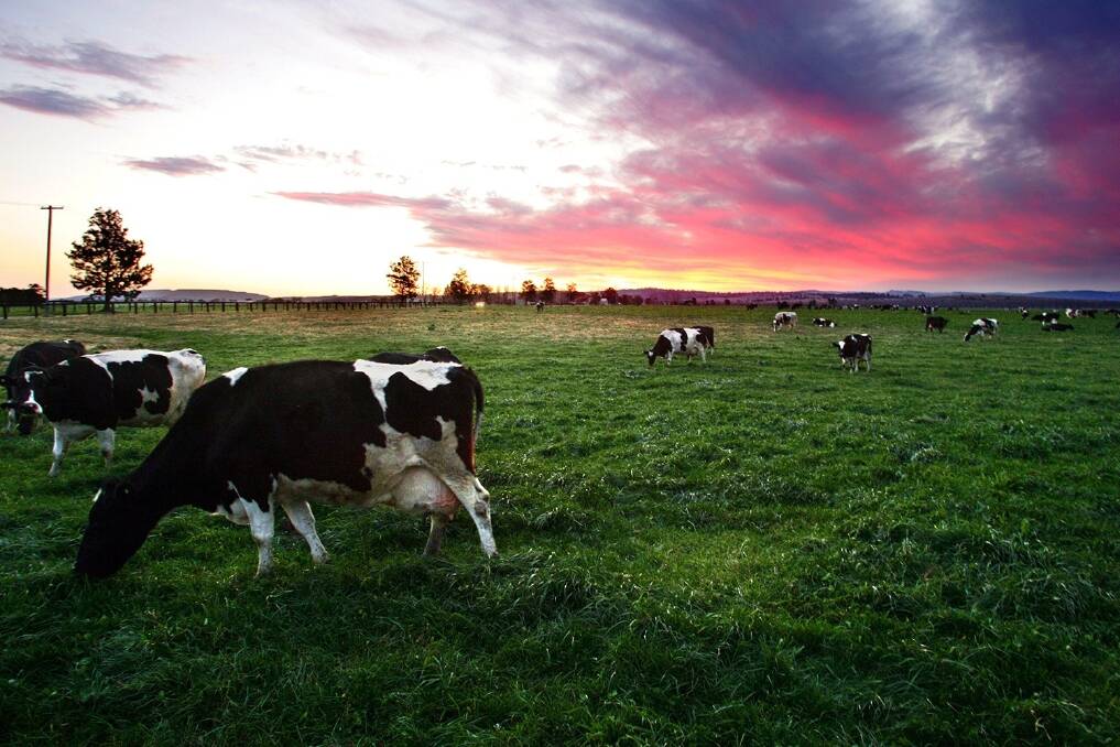 NZ's dairy herd shrinks