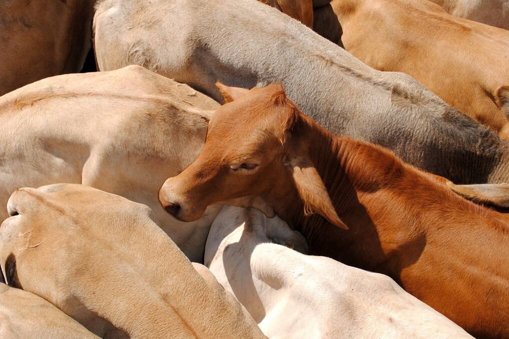 Cattle slaughter confirms tight supplies
