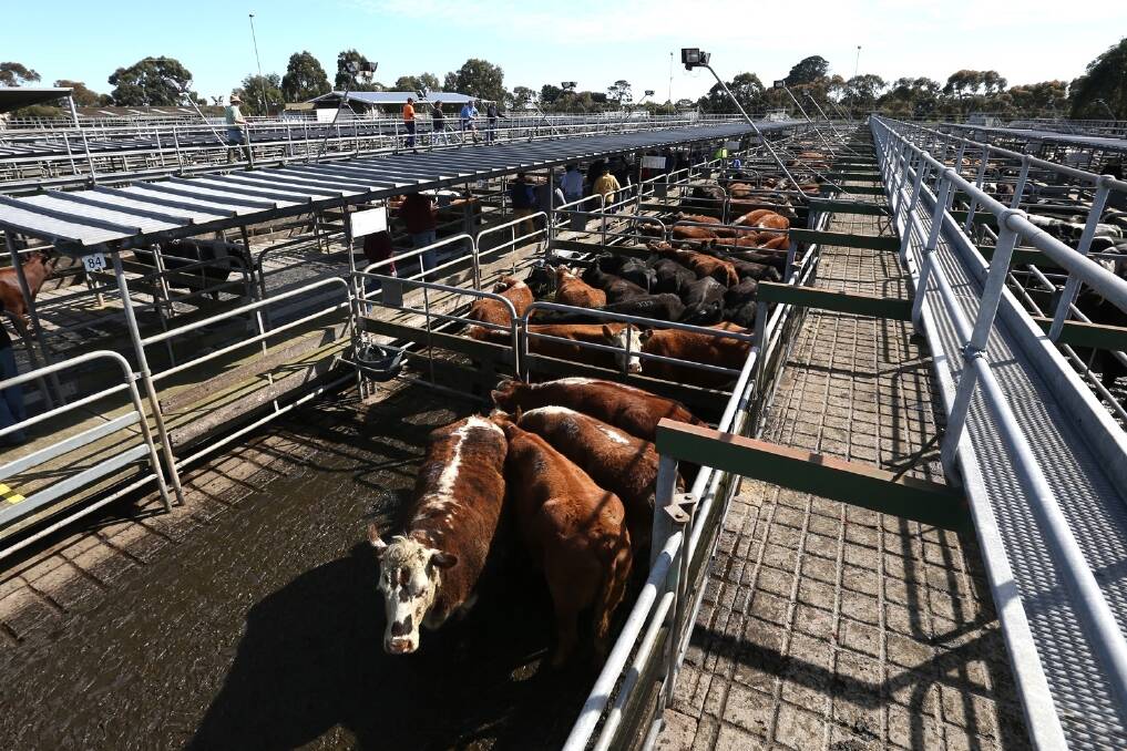 Cattle prices lift to 30-year high