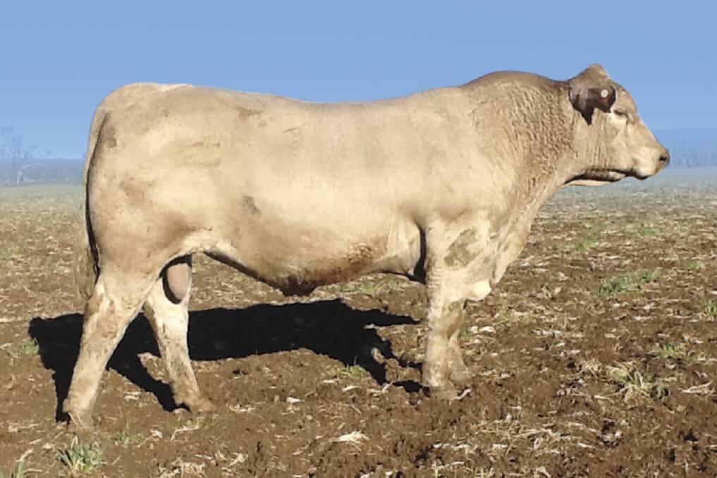 A growing group of Murray Grey breeders are marketing their cattle as silver Angus.