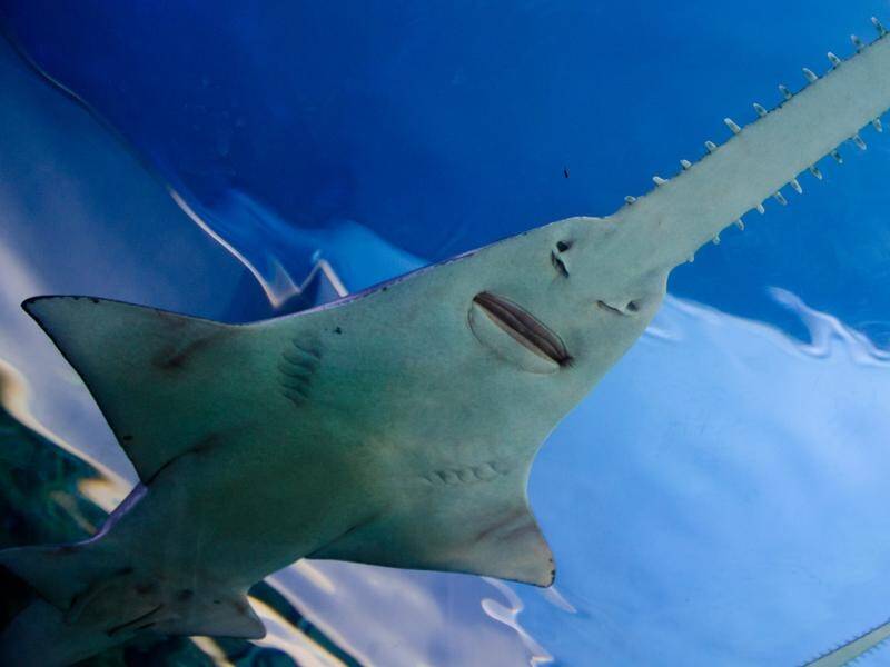 The critically endangered sawfish has retreated to a few isolated pockets in northern Australia.