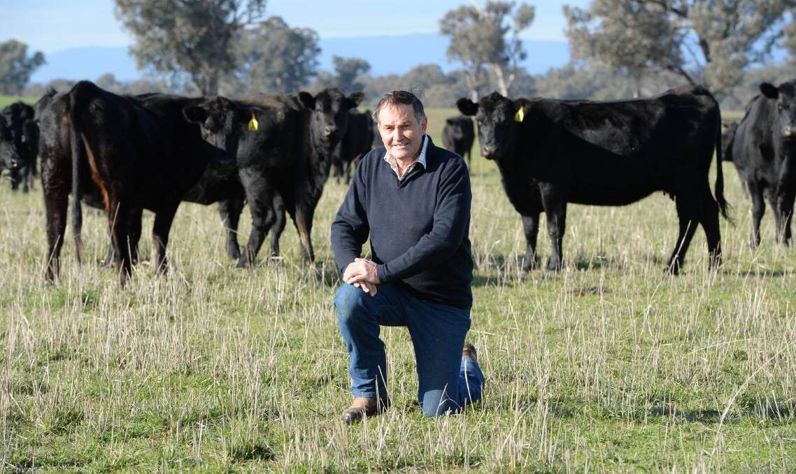 Bruce Dwerryhouse, “Sunshine”, Glenellen, north of Albury, has been breeding Angus cattle for 20 years and is impressed with the breed's evenness, mothering ability and growth rate.