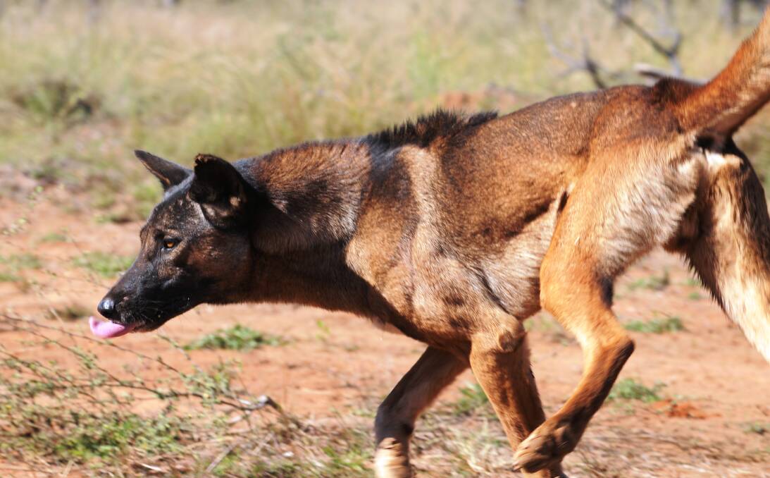 The new PAPP bait is a more humane method of controlling wild dogs and foxes. Photo by Lee Allen, provided by Invasive Animals CRC.